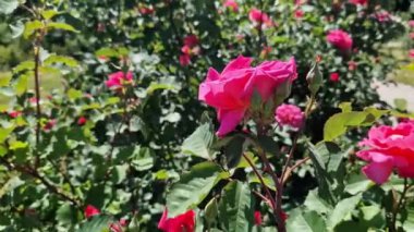 Çiçek açan pembe güller, yakın plan çiçekler. Parkta ya da bahçede çiçekler. Bahçıvanlık. Gül yetiştiriyorum. Güzel pembe çiçekler, doğal arka plan. Çiçek açan güller