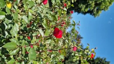 Mavi gökyüzüne karşı gül tomurcukları, açık hava parkında çiçekler. Bahçede güller, büyüyen çiçekler. Doğal arkaplan