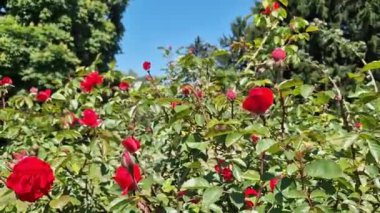 Mavi gökyüzüne karşı gül tomurcukları, açık hava parkında çiçekler. Bahçede güller, büyüyen çiçekler. Doğal arkaplan