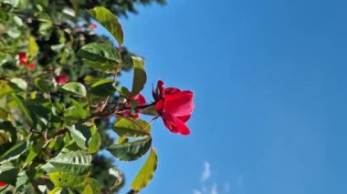 Mavi gökyüzüne karşı gül tomurcukları, açık hava parkında çiçekler. Bahçede güller, büyüyen çiçekler. Doğal arkaplan