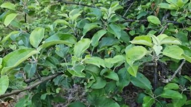 Yazın elma ağacı, yapraklı dallar. Elma bahçesi. Meyve ağacı. Çiftlikte yaz, bahçe işleri.