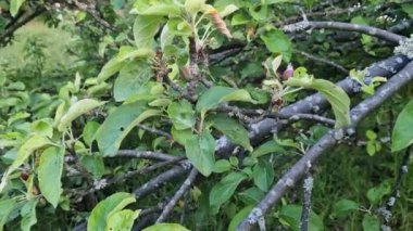 Yazın elma ağacı, yapraklı dallar. Elma bahçesi. Meyve ağacı. Çiftlikte yaz, bahçe işleri.