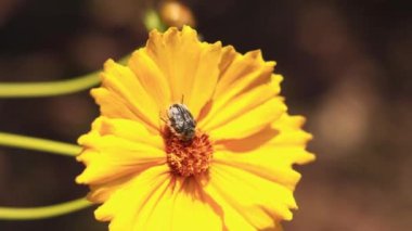 Koreopsis. Bulanık bir arka planda sarı parlak çiçek. Doğada çiçekler. Mızraklı koreopsi yakın plan. Çiçek açmış.