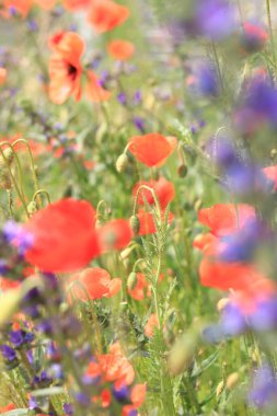 Kırmızı haşhaş. Çimenlikte ya da açıklıkta çiçekler. Bahar çiçekleri, doğal arka plan. Güneşli bir günde güzel gelincikler açar. Çiçekler yakında. Papaver rhoeas