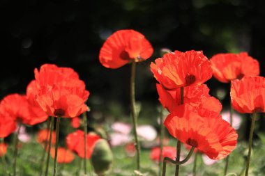 Büyük dekoratif kırmızı haşhaş çiçeği. Büyük çiçek. Doğal çiçek geçmişi var. Parkta ya da bahçede gelincikler açar. Yeşillik bahar çiçeği. Çiçek açarken haşhaş