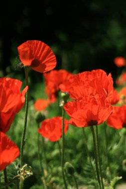 Büyük dekoratif kırmızı haşhaş çiçeği. Büyük çiçek. Doğal çiçek geçmişi var. Parkta ya da bahçede gelincikler açar. Yeşillik bahar çiçeği. Çiçek açarken haşhaş