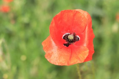 Kırmızı haşhaş. Çimenlikte ya da açıklıkta çiçekler. Bahar çiçekleri, doğal arka plan. Güneşli bir günde güzel gelincikler açar. Çiçekler yakında. Papaver rhoeas