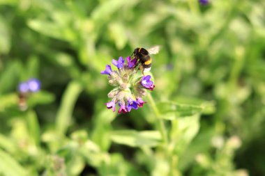 Arı yabani çiçeklerden nektar toplar. Çiçeklerin böcekler tarafından tozlanması. Çiçekli çimenler, seçici odaklanma, yaz mevsimi. Mor bir çiçeğin yakınındaki arıya yaklaş.
