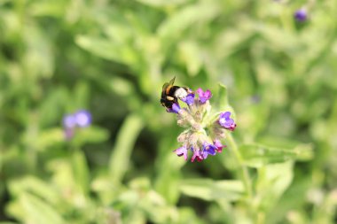 Arı yabani çiçeklerden nektar toplar. Çiçeklerin böcekler tarafından tozlanması. Çiçekli çimenler, seçici odaklanma, yaz mevsimi. Mor bir çiçeğin yakınındaki arıya yaklaş.