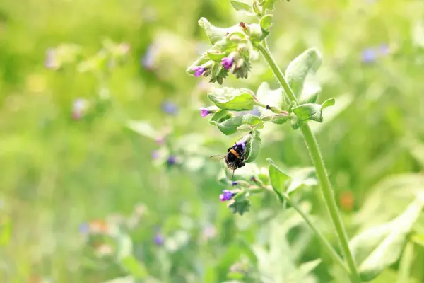 stock image Bee collects nectar from wild flowers. Pollination of flowers by insects. Lawn with flowers, selective focus, summer. Close-up of a bee near a purple flower