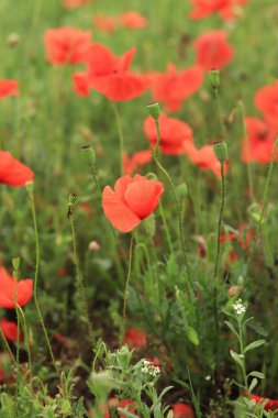 Kırmızı haşhaş. Bahar çiçekleri, doğal arka plan. Güneşli bir günde güzel gelincikler açar. Çiçekler yakında. Papaver rhoeas. Çimenlerdeki ya da açıklıktaki çiçekler