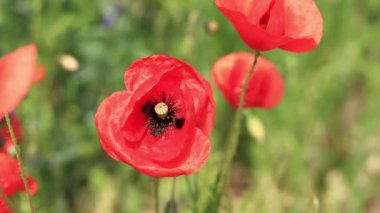 Kırmızı haşhaş. Bahar çiçekleri, doğal arka plan. Güneşli bir günde güzel bir gelincik çiçek açar. Çiçekler yakında. Papaver rhoeas. Çayırdaki çiçekler.