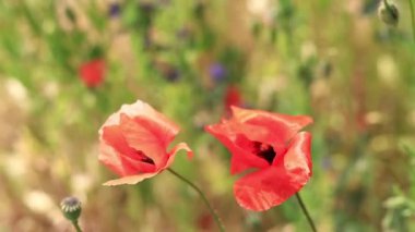 Kırmızı haşhaş. Bahar çiçekleri, doğal arka plan. Güneşli bir günde güzel bir gelincik çiçek açar. Çiçekler yakında. Papaver rhoeas. Çayırdaki çiçekler.