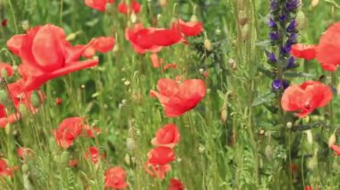 Kırmızı haşhaş. Bahar çiçekleri, doğal arka plan. Güneşli bir günde güzel bir gelincik çiçek açar. Çiçekler yakında. Papaver rhoeas. Çayırdaki çiçekler.