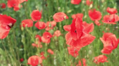 Kırmızı haşhaş. Bahar çiçekleri, doğal arka plan. Güneşli bir günde güzel bir gelincik çiçek açar. Çiçekler yakında. Papaver rhoeas. Çayırdaki çiçekler.