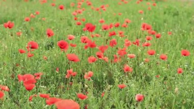 Kırmızı haşhaş. Bahar çiçekleri, doğal arka plan. Güneşli bir günde güzel bir gelincik çiçek açar. Çiçekler yakında. Papaver rhoeas. Çayırdaki çiçekler.