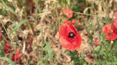 Kırmızı haşhaş. Bahar çiçekleri, doğal arka plan. Güneşli bir günde güzel bir gelincik çiçek açar. Çiçekler yakında. Papaver rhoeas. Çayırdaki çiçekler.