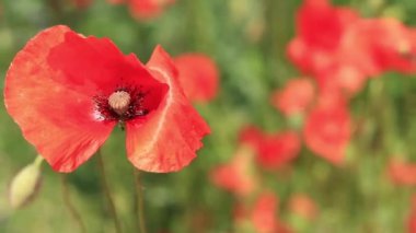 Kırmızı haşhaş. Bahar çiçekleri, doğal arka plan. Güneşli bir günde güzel bir gelincik çiçek açar. Çiçekler yakında. Papaver rhoeas. Çayırdaki çiçekler.