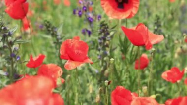 Kırmızı haşhaş. Bahar çiçekleri, doğal arka plan. Güneşli bir günde güzel bir gelincik çiçek açar. Çiçekler yakında. Papaver rhoeas. Çayırdaki çiçekler.