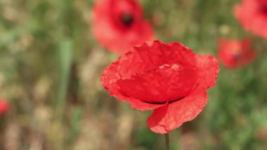 Kırmızı haşhaş. Bahar çiçekleri, doğal arka plan. Güneşli bir günde güzel bir gelincik çiçek açar. Çiçekler yakında. Papaver rhoeas. Çayırdaki çiçekler.