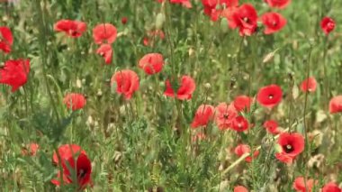 Kırmızı haşhaş. Bahar çiçekleri, doğal arka plan. Güneşli bir günde güzel bir gelincik çiçek açar. Çiçekler yakında. Papaver rhoeas. Çayırdaki çiçekler.
