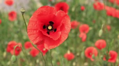Kırmızı haşhaş. Bahar çiçekleri, doğal arka plan. Güneşli bir günde güzel bir gelincik çiçek açar. Çiçekler yakında. Papaver rhoeas. Çayırdaki çiçekler.