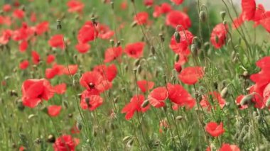 Kırmızı haşhaş. Bahar çiçekleri, doğal arka plan. Güneşli bir günde güzel bir gelincik çiçek açar. Çiçekler yakında. Papaver rhoeas. Çayırdaki çiçekler.