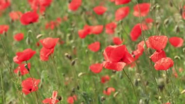 Kırmızı haşhaş. Bahar çiçekleri, doğal arka plan. Güneşli bir günde güzel bir gelincik çiçek açar. Çiçekler yakında. Papaver rhoeas. Çayırdaki çiçekler.