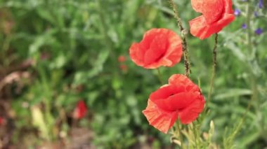 Kırmızı haşhaş. Bahar çiçekleri, doğal arka plan. Güneşli bir günde güzel bir gelincik çiçek açar. Çiçekler yakında. Papaver rhoeas. Çayırdaki çiçekler.