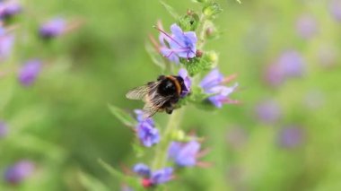 Yabanarısı yabani çiçeklerden nektar toplar. Çiçeklerin böcekler tarafından tozlanması. Çiçekli çimenler, seçici odaklanma, yaz mevsimi. Mor bir çiçeğin yakınındaki yaban arısına yakın çekim