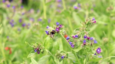 Yabanarısı yabani çiçeklerden nektar toplar. Çiçeklerin böcekler tarafından tozlanması. Çiçekli çimenler, seçici odaklanma, yaz mevsimi. Mor bir çiçeğin yakınındaki yaban arısına yakın çekim