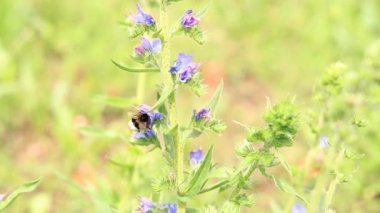 Yabanarısı yabani çiçeklerden nektar toplar. Çiçeklerin böcekler tarafından tozlanması. Çiçekli çimenler, seçici odaklanma, yaz mevsimi. Mor bir çiçeğin yakınındaki yaban arısına yakın çekim