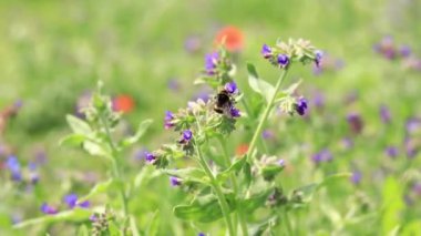 Yabanarısı yabani çiçeklerden nektar toplar. Çiçeklerin böcekler tarafından tozlanması. Çiçekli çimenler, seçici odaklanma, yaz mevsimi. Mor bir çiçeğin yakınındaki yaban arısına yakın çekim