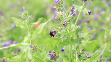 Yabanarısı yabani çiçeklerden nektar toplar. Çiçeklerin böcekler tarafından tozlanması. Çiçekli çimenler, seçici odaklanma, yaz mevsimi. Mor bir çiçeğin yakınındaki yaban arısına yakın çekim