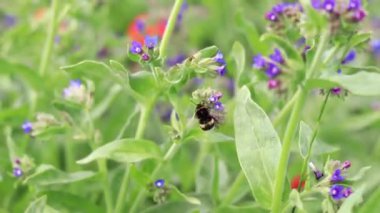 Yabanarısı yabani çiçeklerden nektar toplar. Çiçeklerin böcekler tarafından tozlanması. Çiçekli çimenler, seçici odaklanma, yaz mevsimi. Mor bir çiçeğin yakınındaki yaban arısına yakın çekim