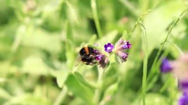 Yabanarısı yabani çiçeklerden nektar toplar. Çiçeklerin böcekler tarafından tozlanması. Çiçekli çimenler, seçici odaklanma, yaz mevsimi. Mor bir çiçeğin yakınındaki yaban arısına yakın çekim