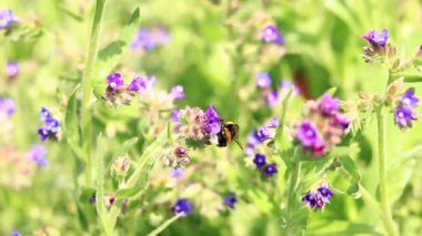 Yabanarısı yabani çiçeklerden nektar toplar. Çiçeklerin böcekler tarafından tozlanması. Çiçekli çimenler, seçici odaklanma, yaz mevsimi. Mor bir çiçeğin yakınındaki yaban arısına yakın çekim
