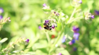 Yabanarısı yabani çiçeklerden nektar toplar. Çiçeklerin böcekler tarafından tozlanması. Çiçekli çimenler, seçici odaklanma, yaz mevsimi. Mor bir çiçeğin yakınındaki yaban arısına yakın çekim