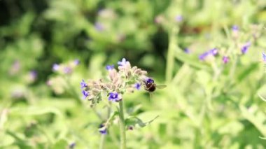 Yabanarısı yabani çiçeklerden nektar toplar. Çiçeklerin böcekler tarafından tozlanması. Çiçekli çimenler, seçici odaklanma, yaz mevsimi. Mor bir çiçeğin yakınındaki yaban arısına yakın çekim
