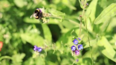 Yabanarısı yabani çiçeklerden nektar toplar. Çiçeklerin böcekler tarafından tozlanması. Çiçekli çimenler, seçici odaklanma, yaz mevsimi. Mor bir çiçeğin yakınındaki yaban arısına yakın çekim