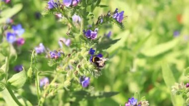 Yabanarısı yabani çiçeklerden nektar toplar. Çiçeklerin böcekler tarafından tozlanması. Çiçekli çimenler, seçici odaklanma, yaz mevsimi. Mor bir çiçeğin yakınındaki yaban arısına yakın çekim