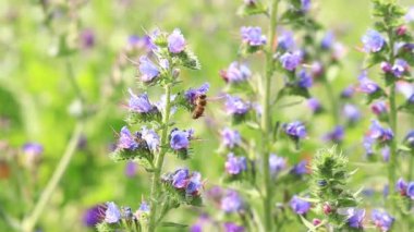 Arı kır çiçeklerinden nektar toplar. Çiçeklerin böcekler tarafından tozlanması. Çiçekli çimenler, seçici odaklanma, yaz mevsimi. Mor bir çiçeğin yakınındaki arıya yaklaş.