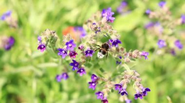 Yabanarısı yabani çiçeklerden nektar toplar. Çiçeklerin böcekler tarafından tozlanması. Çiçekli çimenler, seçici odaklanma, yaz mevsimi. Mor bir çiçeğin yakınındaki yaban arısına yakın çekim