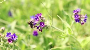 Yabanarısı yabani çiçeklerden nektar toplar. Çiçeklerin böcekler tarafından tozlanması. Çiçekli çimenler, seçici odaklanma, yaz mevsimi. Mor bir çiçeğin yakınındaki yaban arısına yakın çekim