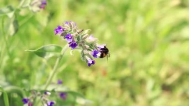 Yabanarısı yabani çiçeklerden nektar toplar. Çiçeklerin böcekler tarafından tozlanması. Çiçekli çimenler, seçici odaklanma, yaz mevsimi. Mor bir çiçeğin yakınındaki yaban arısına yakın çekim