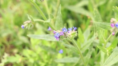 Yabanarısı yabani çiçeklerden nektar toplar. Çiçeklerin böcekler tarafından tozlanması. Çiçekli çimenler, seçici odaklanma, yaz mevsimi. Mor bir çiçeğin yakınındaki yaban arısına yakın çekim