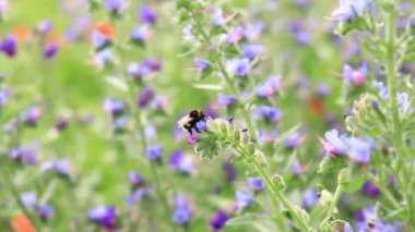 Yabanarısı yabani çiçeklerden nektar toplar. Çiçeklerin böcekler tarafından tozlanması. Çiçekli çimenler, seçici odaklanma, yaz mevsimi. Mor bir çiçeğin yakınındaki yaban arısına yakın çekim