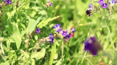 Yabanarısı yabani çiçeklerden nektar toplar. Çiçeklerin böcekler tarafından tozlanması. Çiçekli çimenler, seçici odaklanma, yaz mevsimi. Mor bir çiçeğin yakınındaki yaban arısına yakın çekim