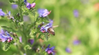 Yabanarısı yabani çiçeklerden nektar toplar. Çiçeklerin böcekler tarafından tozlanması. Çiçekli çimenler, seçici odaklanma, yaz mevsimi. Mor bir çiçeğin yakınındaki yaban arısına yakın çekim