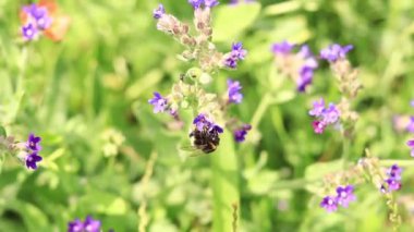 Yabanarısı yabani çiçeklerden nektar toplar. Çiçeklerin böcekler tarafından tozlanması. Çiçekli çimenler, seçici odaklanma, yaz mevsimi. Mor bir çiçeğin yakınındaki yaban arısına yakın çekim